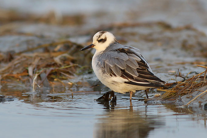 Thorshühnchen (Phaloropus fulicarius), Grey Phalarope; Schillig 2017 © Thorsten Krüger