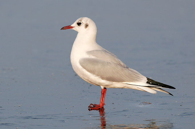 Lachmöwe (Chroicocephalius ridibundus), Black-headed Gull © Thorsten Krüger