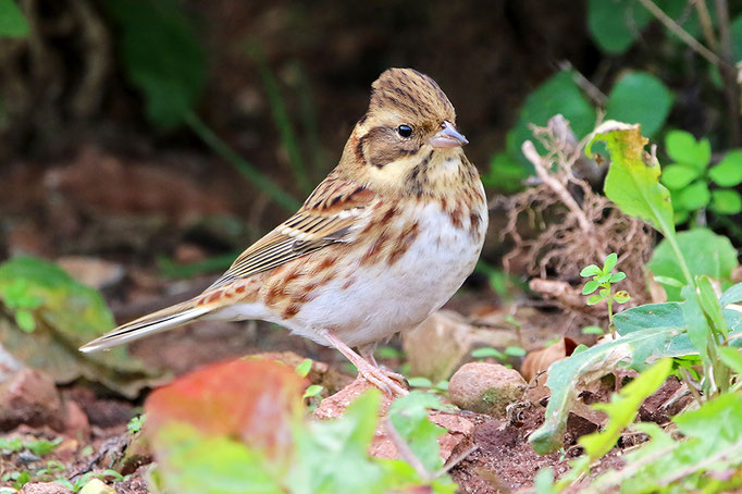 Waldammer (Emberiza rustica), Rustic Bunting; Helgoland 2021 © Thorsten Krüger 