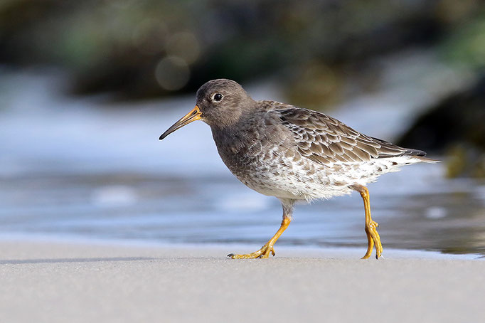 Meerstrandläufer (Calidris maritima), Purple Sandpiper © Thorsten Krüger