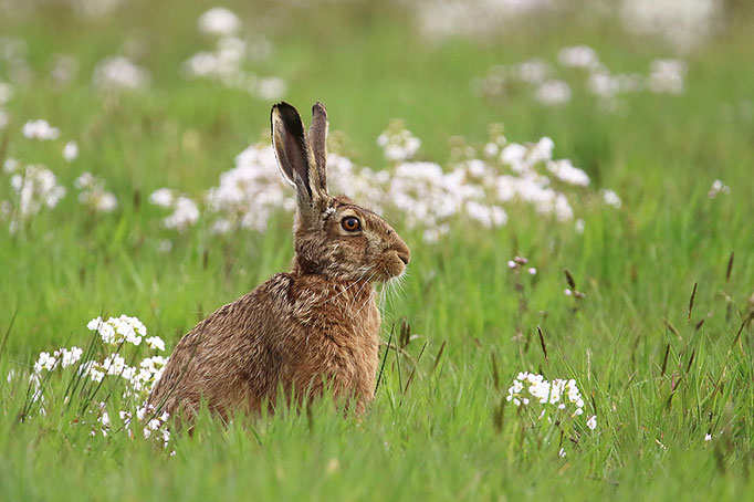 Feldhase (Lepus europaeus) und Wiesenschaumkraut, European Hare and Cuckooflowers © Thorsten Krüger