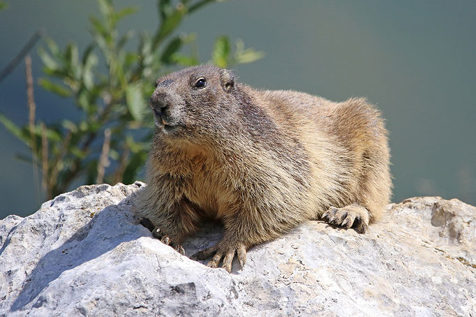 Alpenmurmeltier (Marmota marmota), Alpine Marmot © Thorsten Krüger