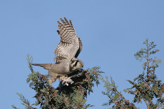 Sperbereule (Surnia ulula), Northern Hawk-Owl; Gristede 2013 © Thorsten Krüger