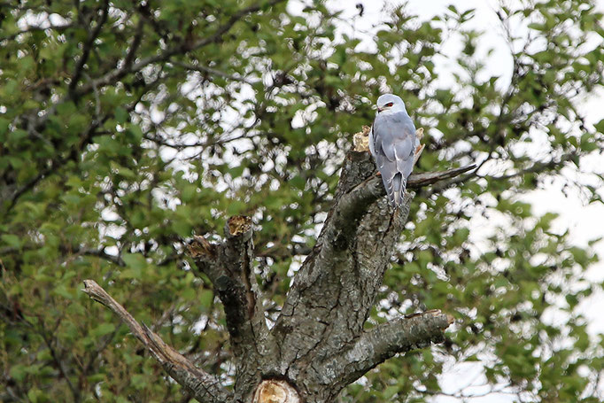 Gleitaar (Elanus caeruleus), Black-winged Kite; Balksee 2019 © Thorsten Krüger 