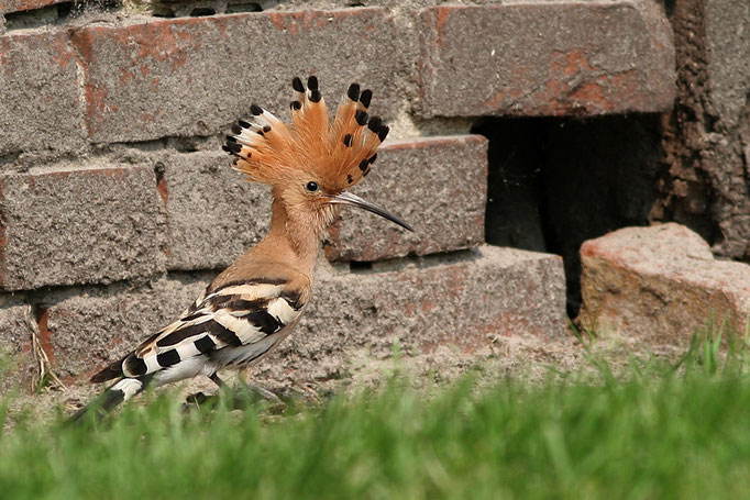 Wiedehopf (Upupa epops), Eurasian Hoopoe; Großenkneten 2007 © Thorsten Krüger