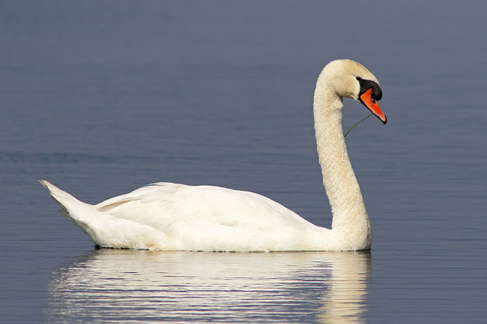 Höckerschwan (Cygnus olor), Mute Swan © Thorsten Krüger