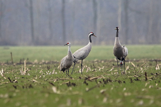 Kanadakranich (Antigone canadensis), Sandhill Crane; Gr. Hesepe 2025 © Thorsten Krüger