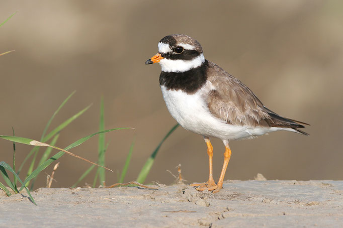 Sandregenpfeifer (Charadrius hiaticula), Common Ringed Plover © Thorsten Krüger