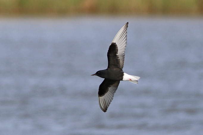 Weißflügel-Seeschwalbe (Chlidonias leuceopterus), White-winged Tern; Augustgroden 2016 © Thorsten Krüger 