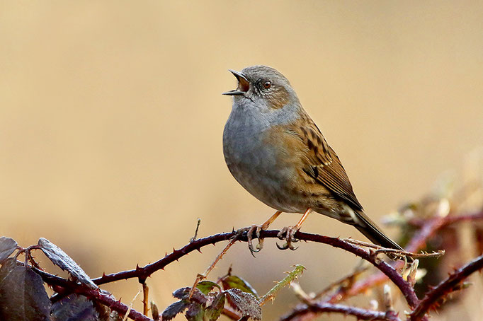 Heckenbraunelle (Prunella modularis), Dunnock © Thorsten Krüger
