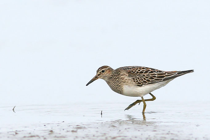 Graubrust-Strandläufer (Calidris melanotos), Pectoral Sandpiper; Schillig 2006 © Thorsten Krüger
