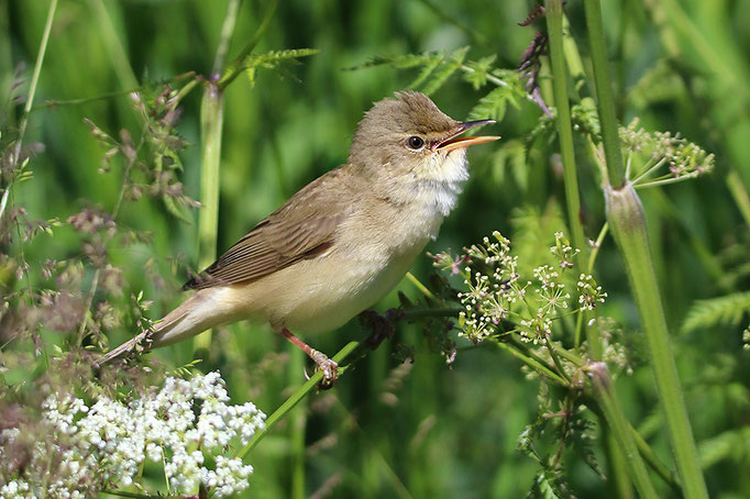 Sumpfrohrsänger (Acrocecephalus palustris), Marsh warbler © Thorsten Krüger
