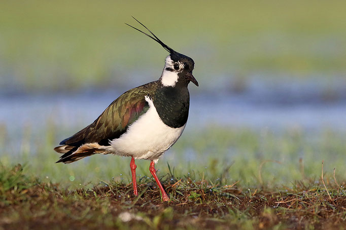 Kiebitz-Männchen (Vanellus vanellus), male Northern Lapwing © Thorsten Krüger
