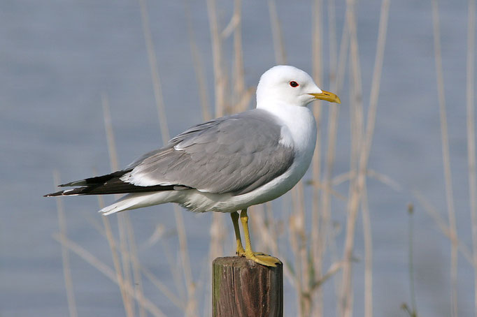 Sturmmöwe (Larus canus), Mew Gull © Thorsten Krüger