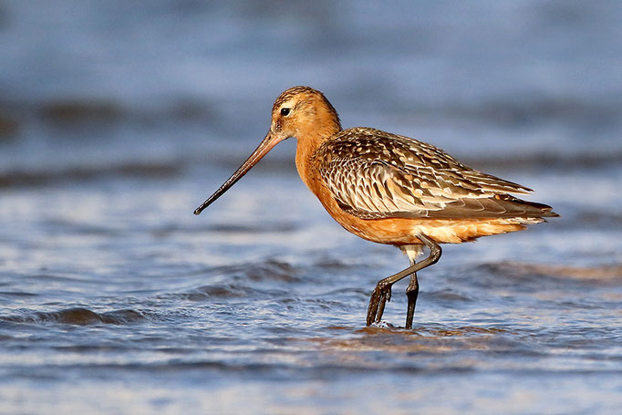 Pfuhlschnepfe (Limosa lapponica), Bar-tailed Godwit © Thorsten Krüger