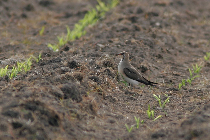 Rotflügel-Brachschwalbe (Glareola pratincola), Collared Pratincole; Wersabe 2012 © Thorsten Krüger