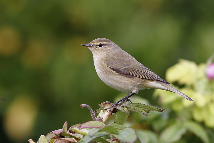 Zilpzalp (Phylloscopus collybita), Chiffchaff © Thorsten Krüger