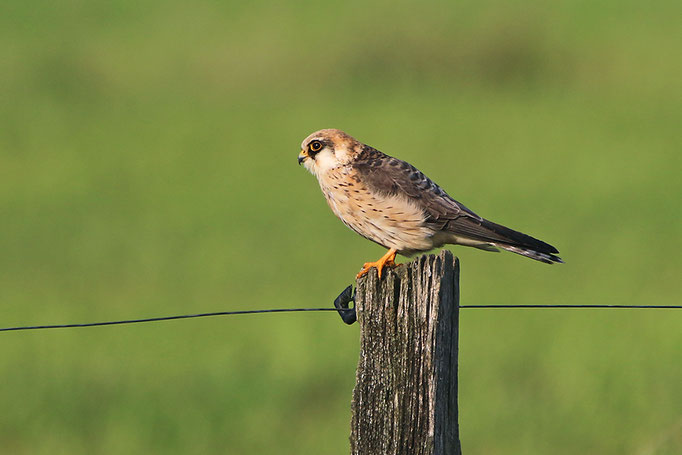 Rotfußfalke (Falco vespertinus), Red-footed Falcon; Hekeln 2019 © Thorsten Krüger 