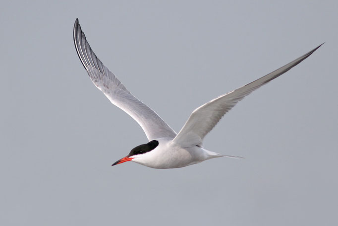 Flussseeschwalbe (Sterna hirundo), Common Tern © Thorsten Krüger