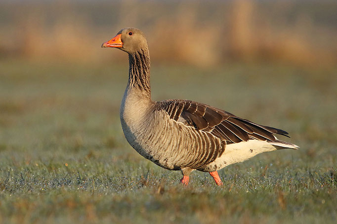 Graugans (Anser anser), Greylag Goose © Thorsten Krüger