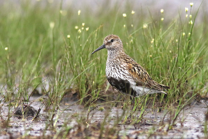 "Kleiner Alpenstrandläufer" (Calidris alpina schinzii), "Little" Dunlin; Nordwestdeutschland 2016 © Thorsten Krüger