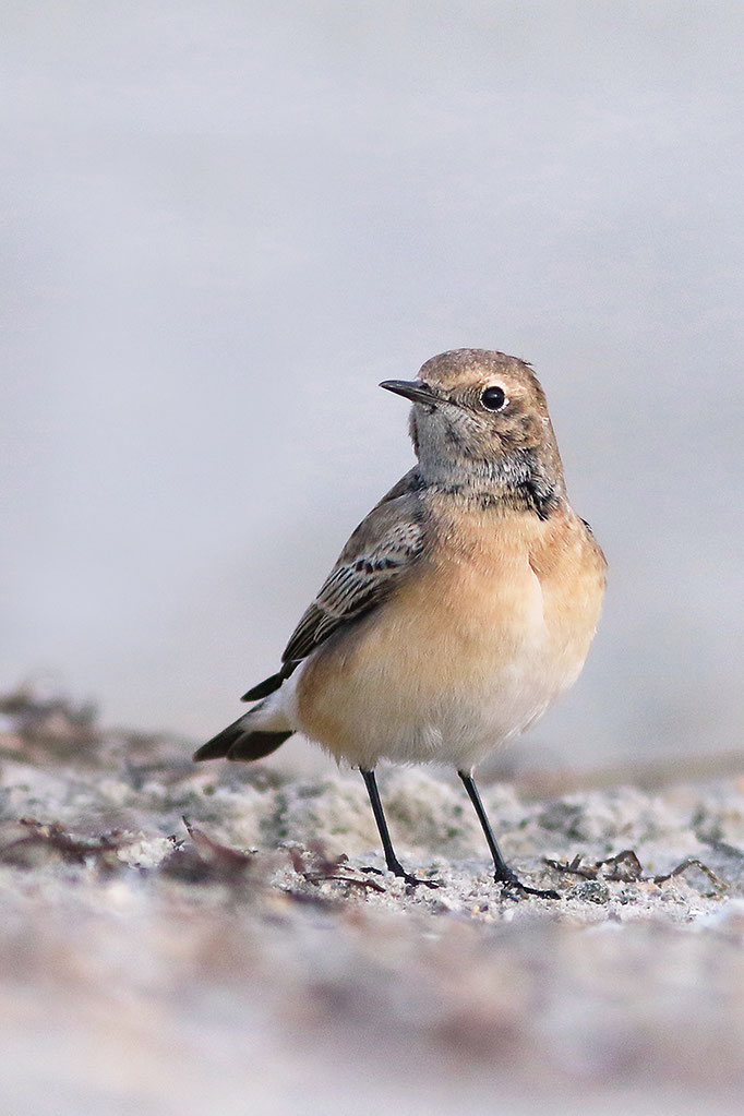 Nonnensteinschmätzer (Oenanthe pleschanke), Pied Wheatear; Norddeich 2017 © Thorsten Krüger