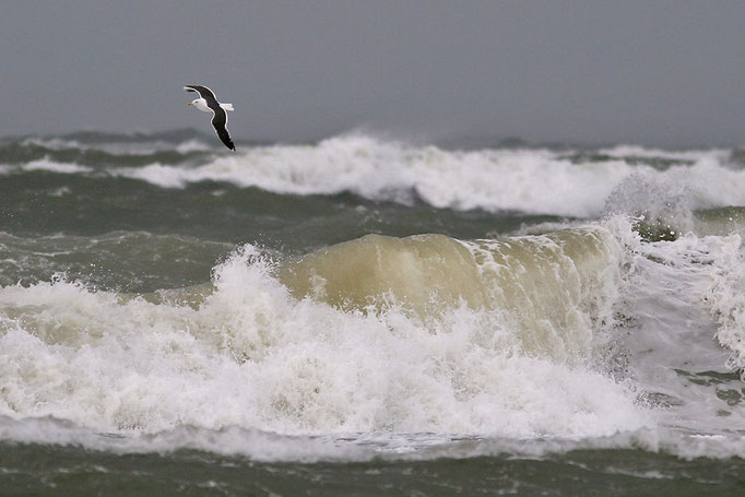 Mantelmöwe (Larus marinus), Great Black-backed Gull © Thorsten Krüger