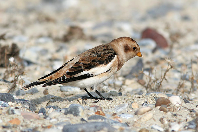 Schneeammer (Plectrophenax nivalis), Snow Bunting, winter male © Thorsten Krüger