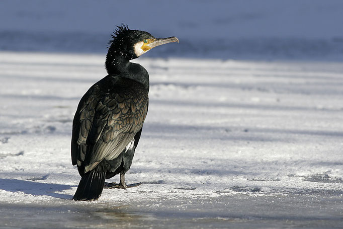 Kormoran (Phalacrocorax carbo), Great Cormorant © Thorsten Krüger