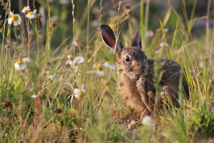 Junger Feldhase (Lepus europaeus), Young European Hare © Thorsten Krüger
