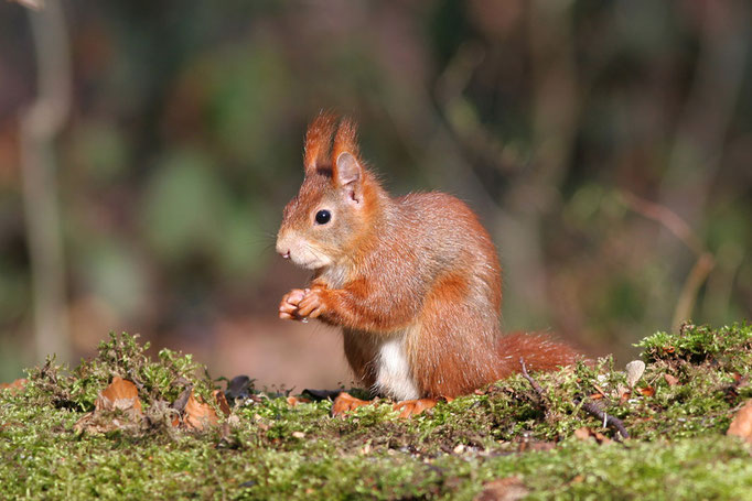 Eichhörnchen (Sciurus vulgaris), Eurasian Red Squirrel  © Thorsten Krüger