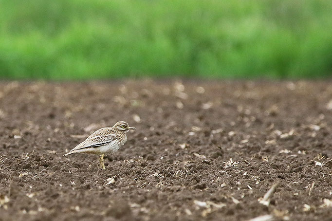 Triel (Burhinus oedicnemus), Stone Curlew; Moordorf 2021 © Thorsten Krüger
