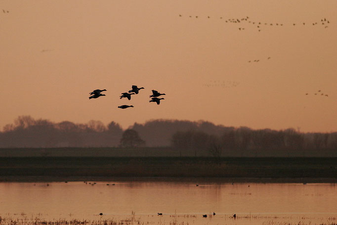 Blässgänse (Anser albifrons) am Schlafplatz © Thorsten Krüger