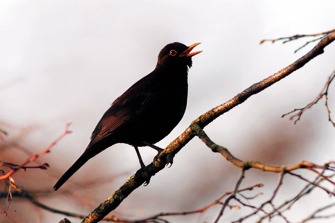 Amsel (Turdus merula), Common Blackbird © Thorsten Krüger