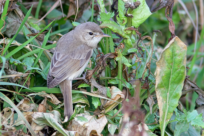 Buschspötter (Hippolais caligata), Booted Warbler; Helgoland 2006 © Thorsten Krüger