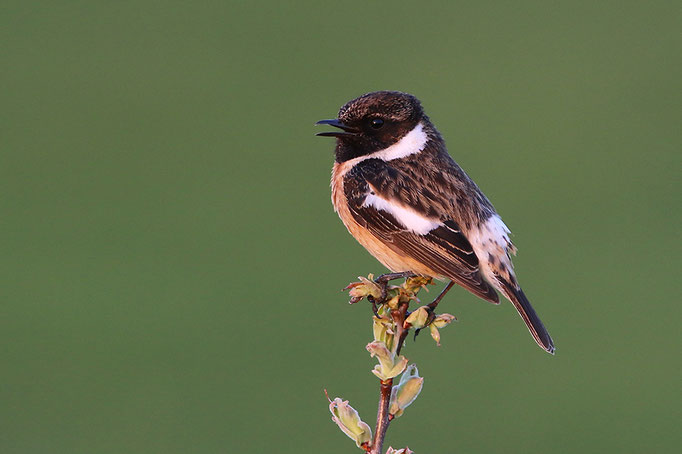 Schwarzkehlchen (Saxicola rubicola), European Stonechat © Thorsten Krüger