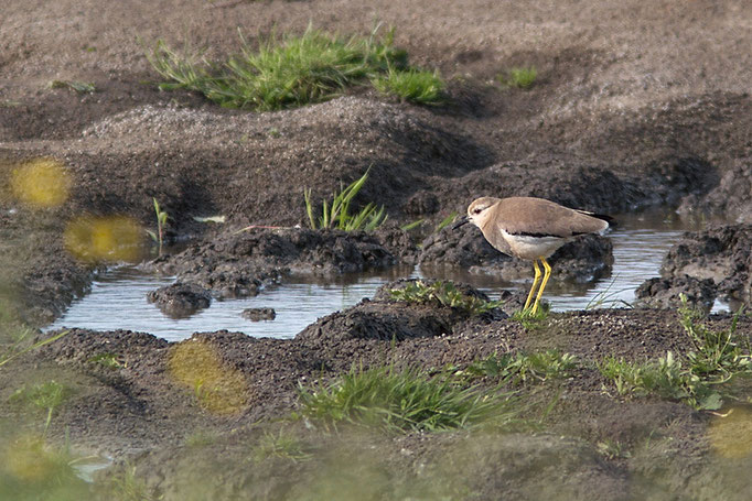 Weißschwanzkiebitz (Vanellus leucurus), White-tailed Lapwing; Brake 2006 © Thorsten Krüger