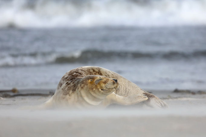 Kegelrobbe (Halichoerus grypus), Grey Seal © Thorsten Krüger