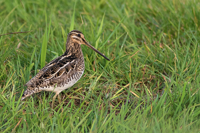 Bekassine (Gallinago gallinago), Common Snipe © Thorsten Krüger