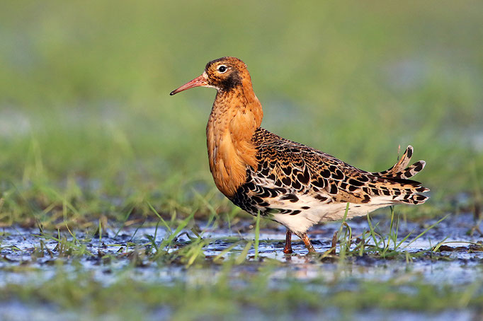 Kampfläufer (Philomachus pugnax), Ruff © Thorsten Krüger
