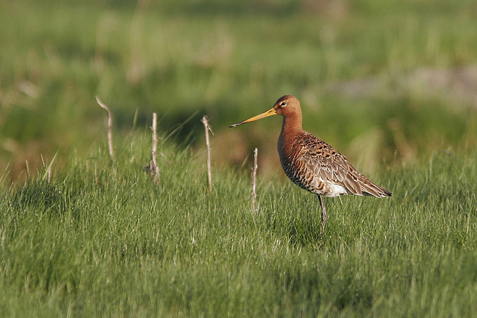 "Isländische Uferschnepfe" (Limosa l. islandica), Icelandic Black-tailed Godwit; Beckmannsfeld 2009 © Thorsten Krüger