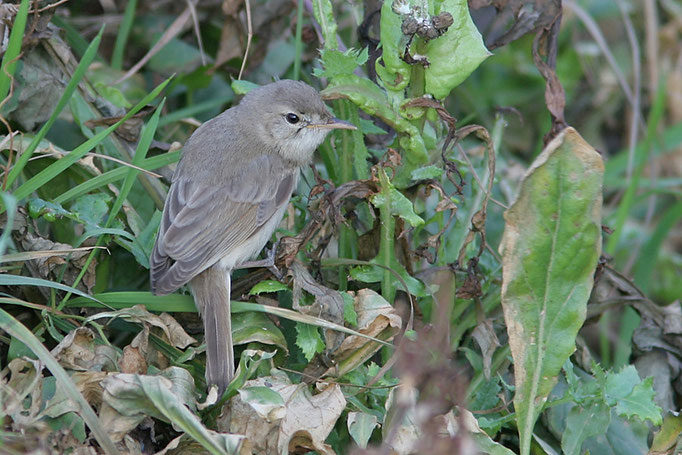 Buschspötter (Hippolais caligata), Booted Warbler; Helgoland 2005 © Thorsten Krüger