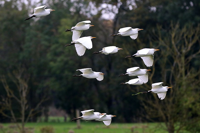 Kuhreiher (Bubulcus ibis), Cattle Egret; Wilhelmshaven 2023 © Thorsten Krüger 
