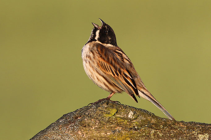 Rohrammer (Emberiza schoeniclus), Reed Bunting © Thorsten Krüger