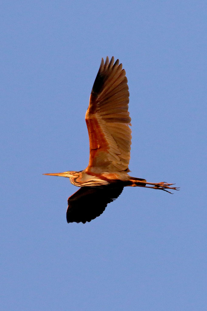 Purpurreiher (Ardea purpurea), Purple Heron; Moorhausen 2023 © Thorsten Krüger 