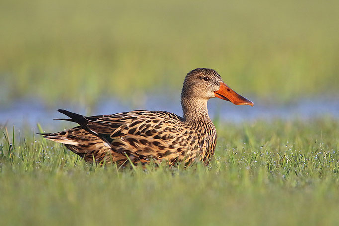 Löffelente (Anas clypeata), female Northern Shoveler © Thorsten Krüger
