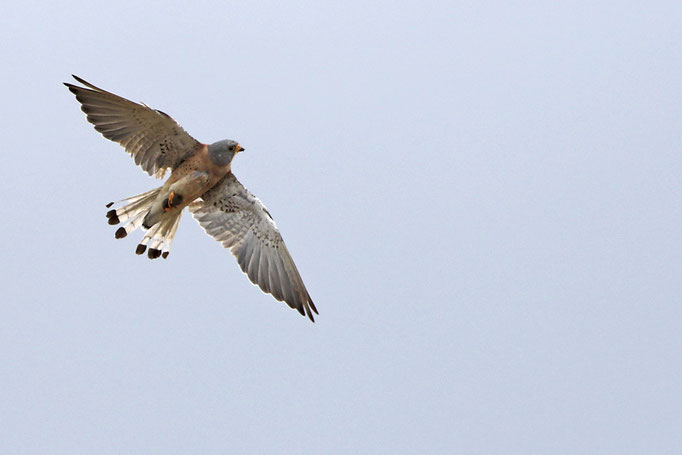 Rötelfalke (Falco naumanni), Lesser Kestrel 2015 © Thorsten Krüger 