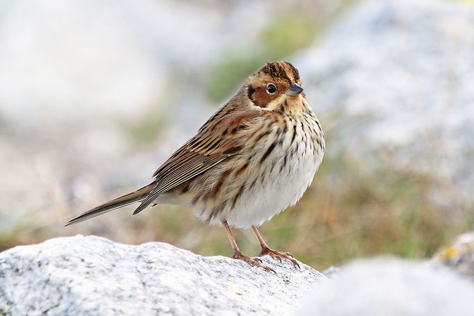 Zwergammer (Emberiza pusilla), Little Bunting; Helgoland 2021 © Thorsten Krüger 