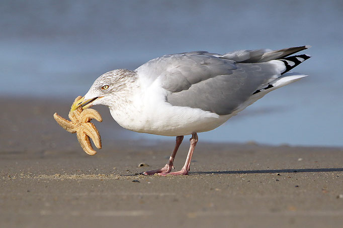 Silbermöwe (Larus argentatus), European Herring Gull © Thorsten Krüger
