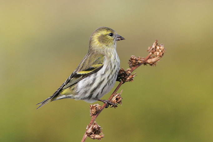 Erlenzeisig (Spinus spinus), Siskin © Thorsten Krüger